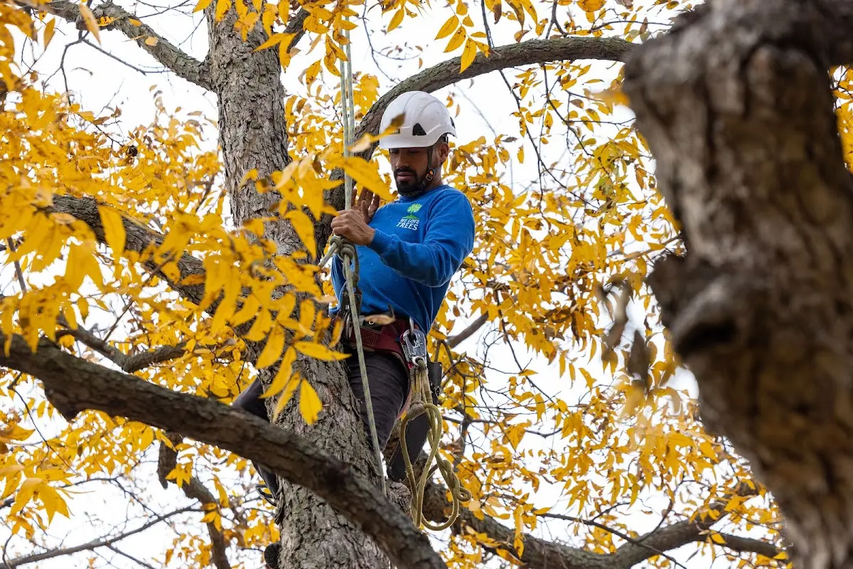 Skilled Tree Planing crew working in Woodhull