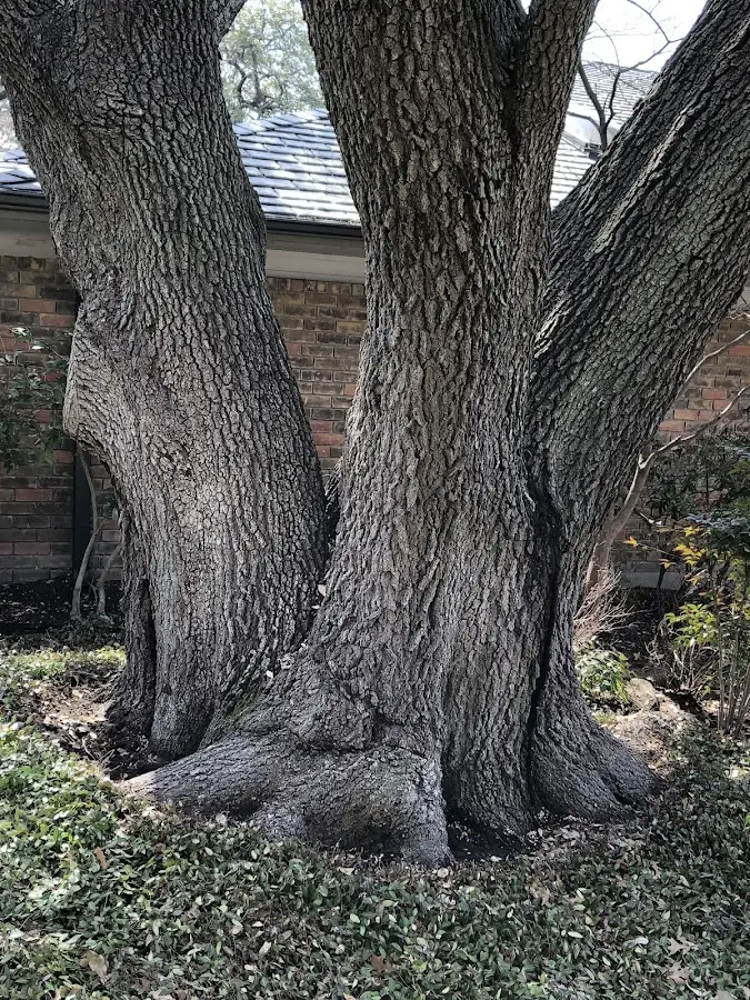 Mature heritage tree close to a Woodhull property cared for by certified arborists